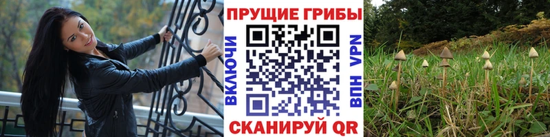 Галлюциногенные грибы MAGIC MUSHROOMS  Хотьково 